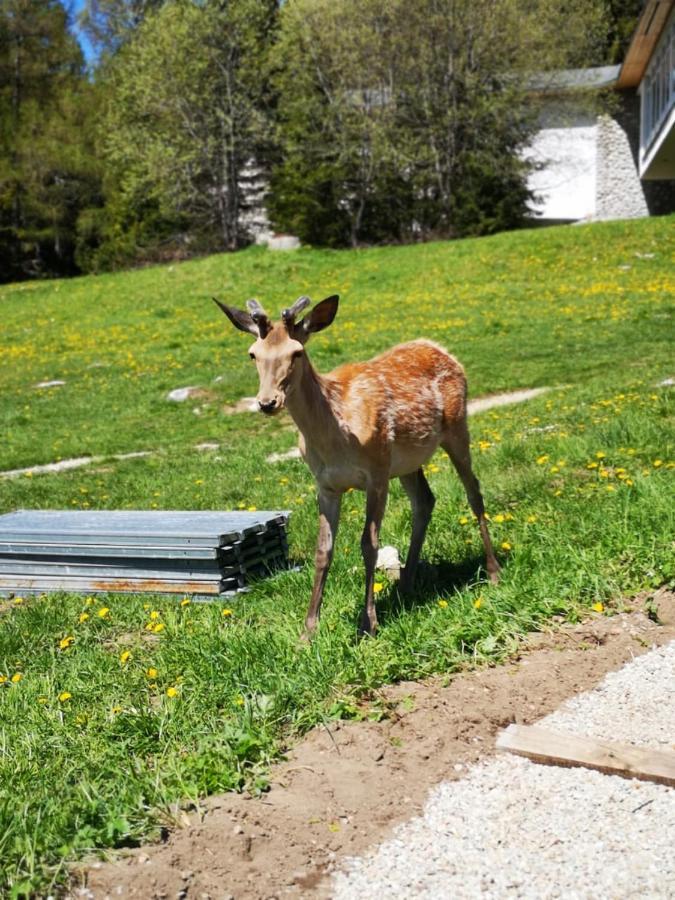 فندق Privat Tatry Dreams Nová Lesná المظهر الخارجي الصورة